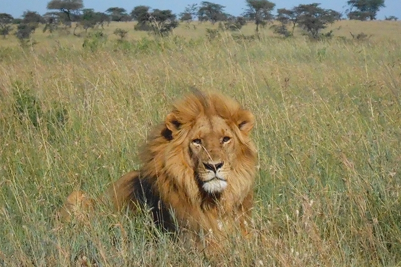 セレンゲティ国立公園のライオン(イメージ)