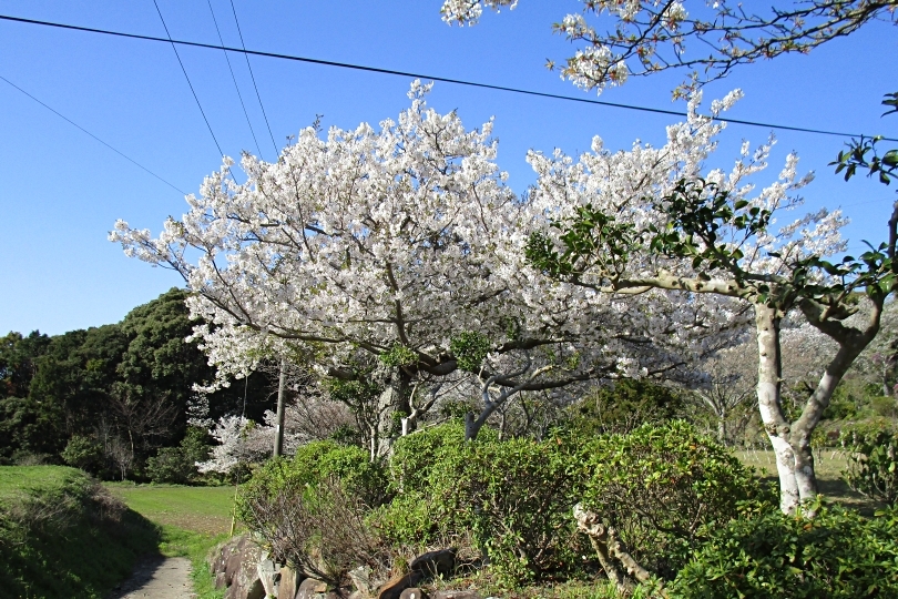 壱岐古墳群の近くで見た桜（3月下旬撮影）