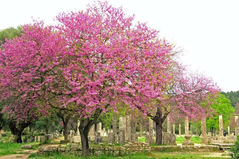 春(3月下旬から4月上旬)、ハナズオウの美しいオリンピアの遺跡(イメージ)