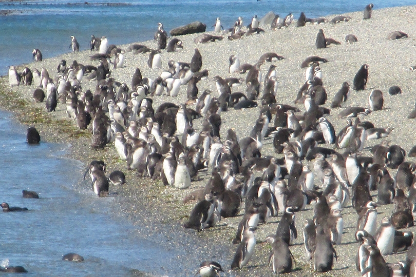ビーグル水道のペンギンコロニー