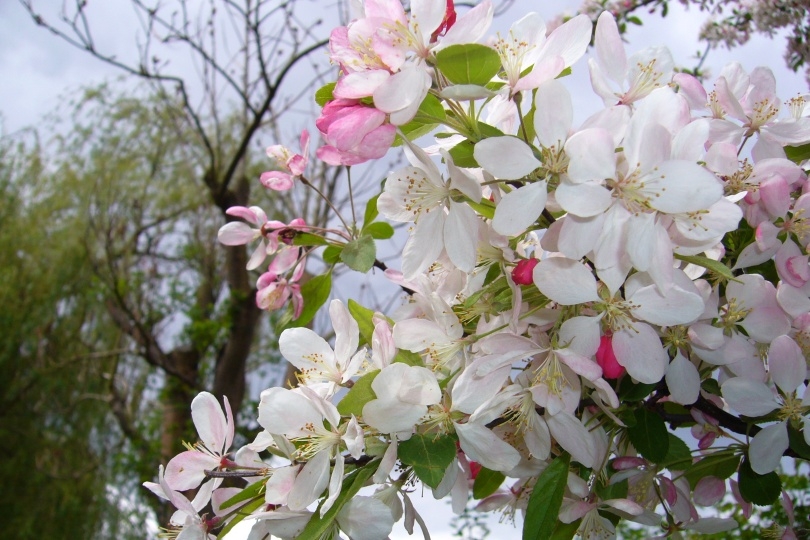 ブルターニュ地方の林檎の花(4月)