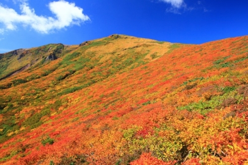 紅葉が山全体を染め上げる栗駒山
