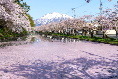 弘前公園の桜（提供：弘前公園総合情報サイト）