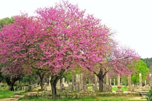 春(3月下旬から4月上旬)、ハナズオウの美しいオリンピアの遺跡