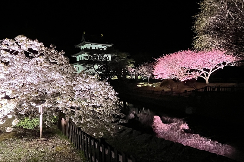 松前城の夜桜