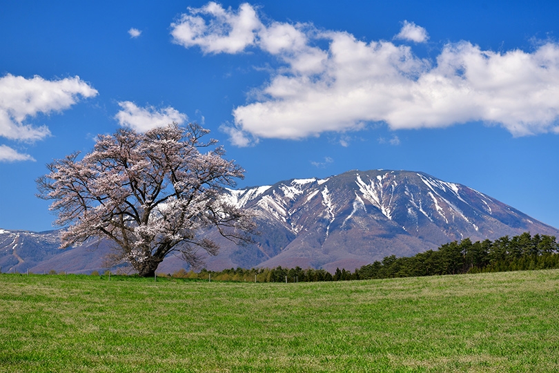 小岩井農場の一本桜と岩手山(イメージ)