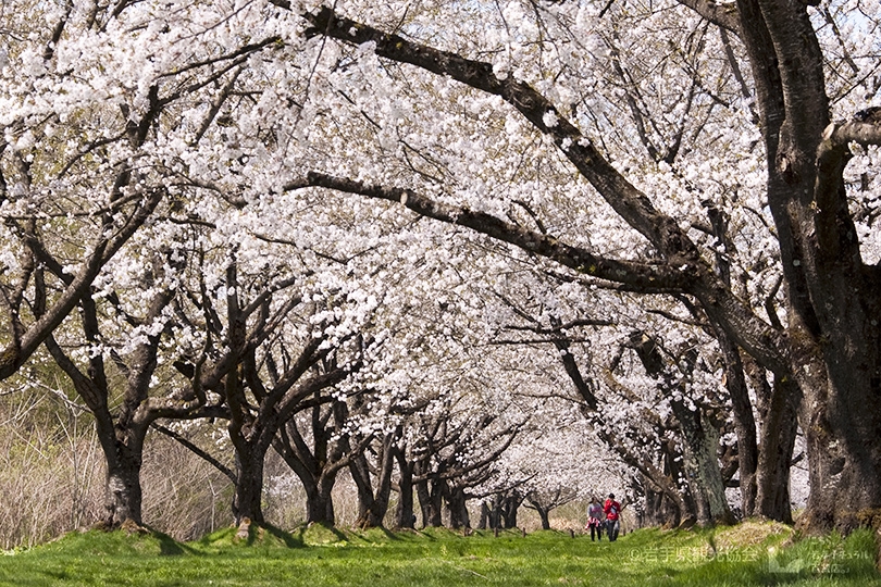 雫石川園地の桜(イメージ)